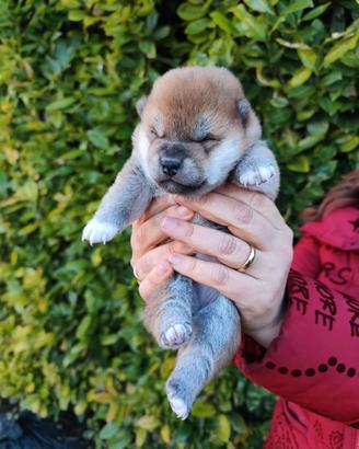 Dolcissimi cuccioli Shiba