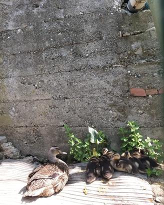 Animali germani reali di 20 giorni