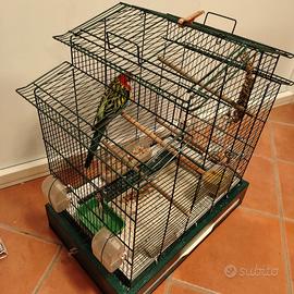 Gabbia verde per uccelli