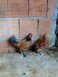 Coppia galline nane