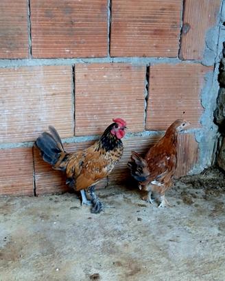 Coppia galline nane