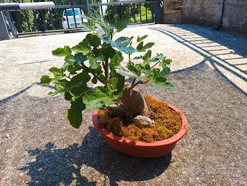 bonsai ficus carica