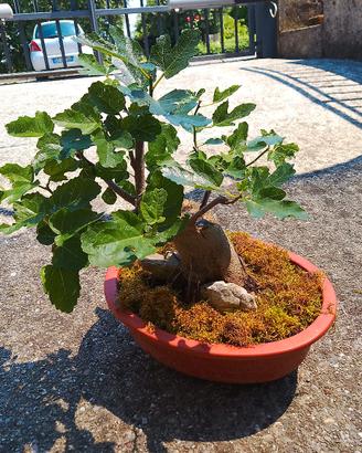 bonsai ficus carica