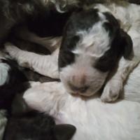 Lagotto Romagnolo con Pedigree