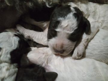 Lagotto Romagnolo con Pedigree