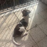 Cagnolina 3 mesi
