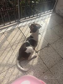 Cagnolina 3 mesi