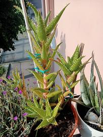 pianta grassa