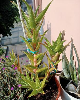 pianta grassa