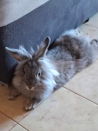 Animali