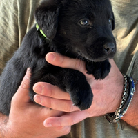 Cuccioli di labrador