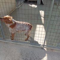 Breton maschio anni 4