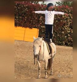 Pony super domata