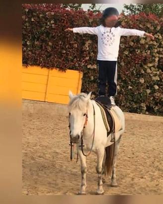 Pony super domata