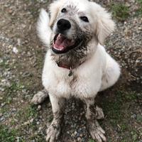 Cucciola di maremmano/ Caucaso