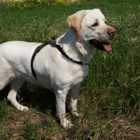 Adozione Labrador retriever