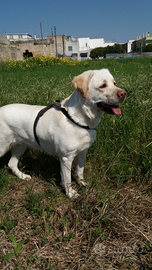 Adozione Labrador retriever