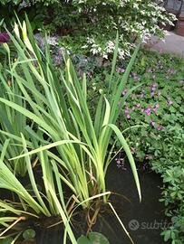 Iris piante palustri per laghetto/minipond