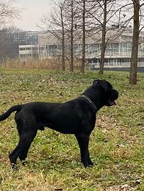 Cuccioli cane corso