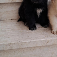 Cucciolo di border colli labrador