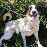 É ancora in canile. Un cane giovane