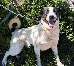 É ancora in canile. Un cane giovane