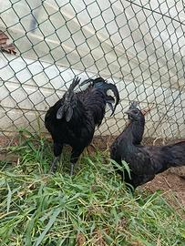 Galline ayam cemani