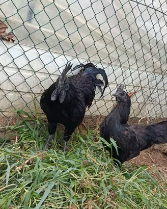 Galline ayam cemani