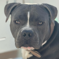 Cucciolone amstaff blu nose