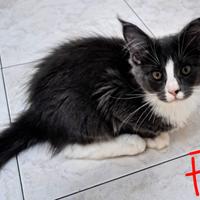 Cuccioli Maine coon