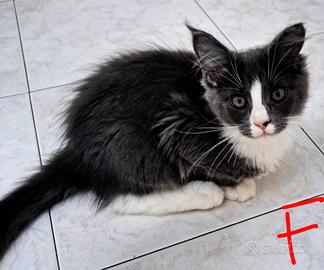 Cuccioli Maine coon
