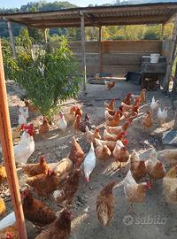 Galline ovaiola