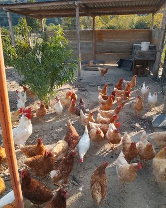 Galline ovaiola