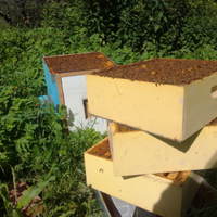 Nuclei api linguistica