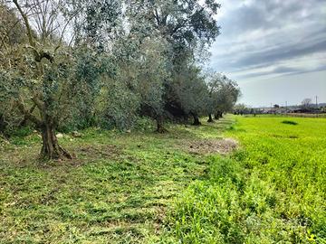 Terreno agricolo con piccolo rudere(come da foto)