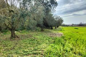 Terreno agricolo con piccolo rudere(come da foto)