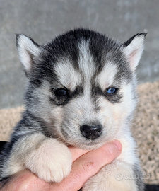 Cuccioli di siberian husky