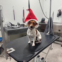 Cucciolo jack russel