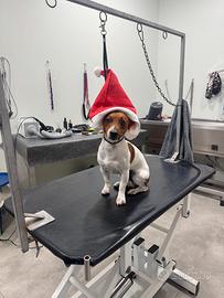 Cucciolo jack russel