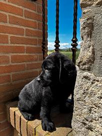 Labrador retriever cucciola nera