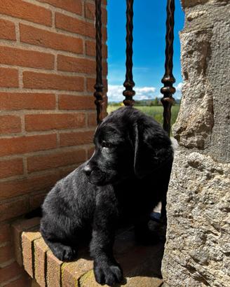 Labrador retriever cucciola nera