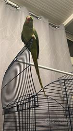 Grande alessandrino allevato a mano