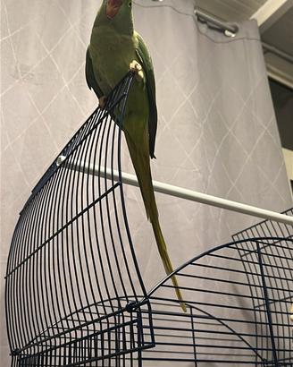 Grande alessandrino allevato a mano