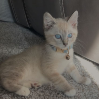 Gattino Ragdoll