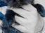 Immagine 6