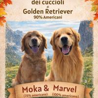 Cuccioli Golden Retriever Americani