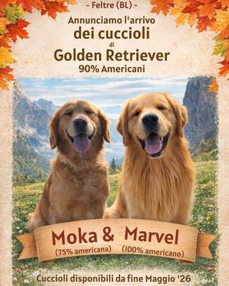 Cuccioli Golden Retriever Americani