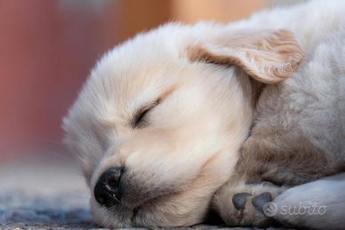 Splendidi cuccioli di Golden Retriever