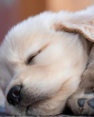 Splendidi cuccioli di Golden Retriever