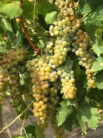 Vigneti Moscato d'Asti DOCG